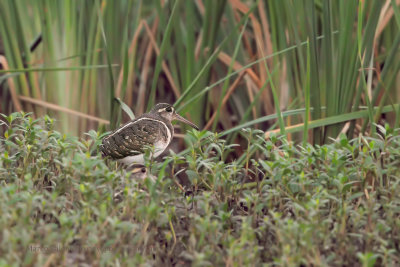 Greater painted-snipe - Rostratula benghalensis