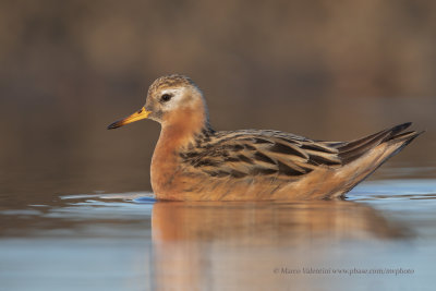 Red Phalarope - Phalaropus fulicarius