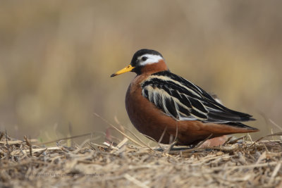 Red Phalarope - Phalaropus fulicarius