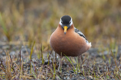 Red Phalarope - Phalaropus fulicarius