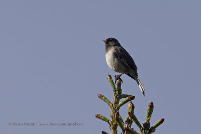 Dark-eyed Junco - Junco hyemalis