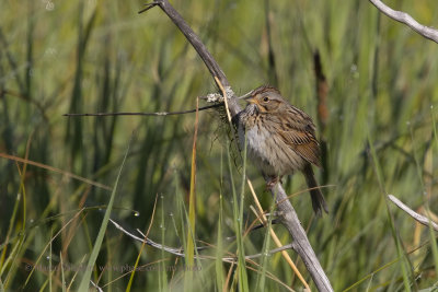 Lincoln's Sparrow - Melospiza lincolnii