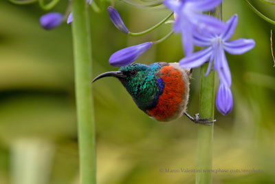 Greater Double-collared Sunbird - Cynniris afer
