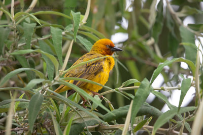 Cape Weaver - Ploceus capensis