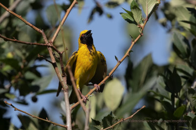 Village Weaver - Ploceus cucullatus