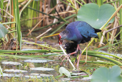 Grey-headed Swamphen - Porphyrio poliocephalus