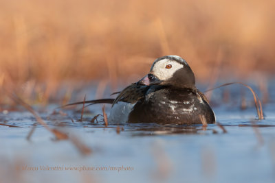 Long-tailed duck - Clangula hyemalis