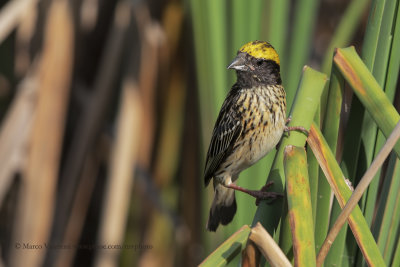 Streaked Weaver - Ploceus manyar