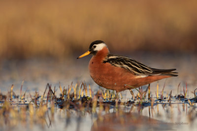 Red Phalarope - Phalaropus fulicarius