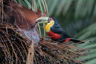 Green-billed Toucan - Ramphastos dicolorus