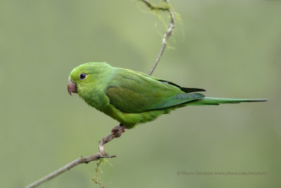 Plain Parakeet- Brotogeris tirica