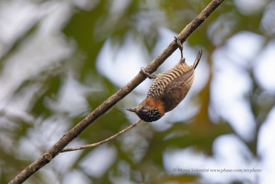 Ochre-collared Piculet - Picumnus temminckii