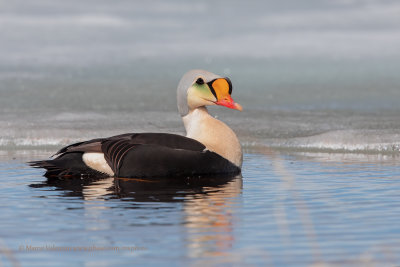 King Eider - Somateria spectabilis