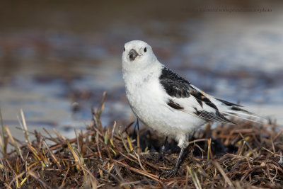 Snow bunting - Plectrophenax nivalis