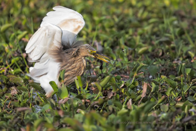 Indian pond heron - Ardeola grayii