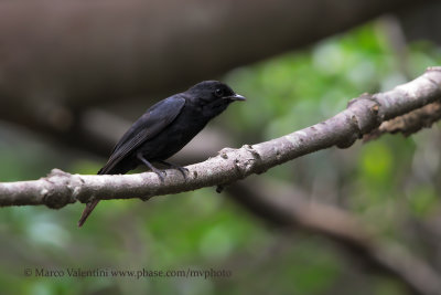Southern Black Flycatcher - Melaenornis pammelaina
