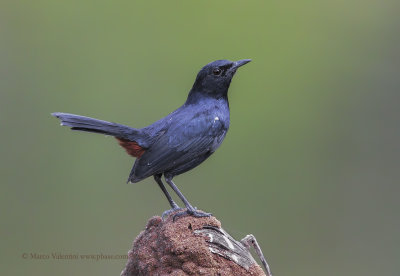 Indian robin - Saxicoloides fulicata