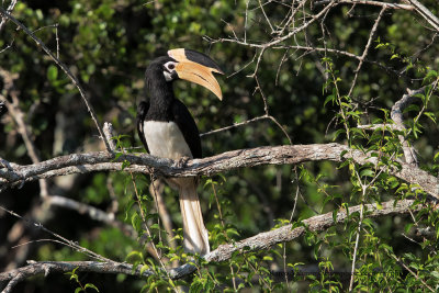 Malabar Pied Hornbill - Anthracoceros coronatus