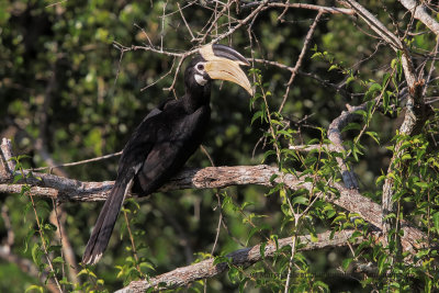 Malabar Pied Hornbill - Anthracoceros coronatus