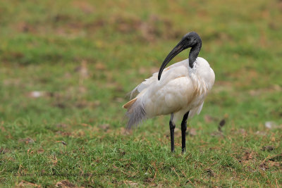Black-headed ibis - Threskiornis melanocephalus