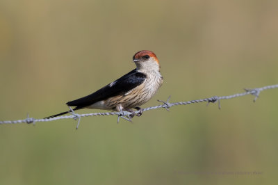 Greater Striped Swallow - Cercropis cucullata