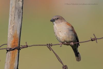 Southern Grey-headed Sparrow - Passer diffusus