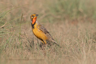 Cape Longclaw - Macronyx capensis