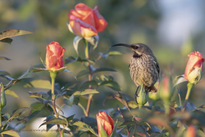 Amethyst Sunbird - Chalcomitra amethystina