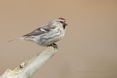 Arctic redpoll - Carduelis hornimanni