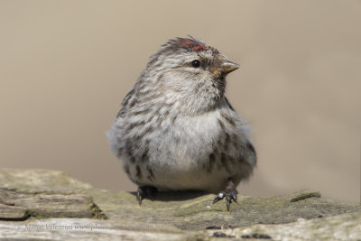 Arctic redpoll - Carduelis hornimanni