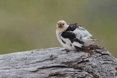 Snow bunting - Plectrophenax nivalis
