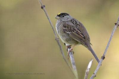 Golden-crowned Sparrow - Zonotrichia atricapilla