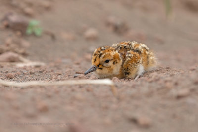 Rock Sandpiper - Calidris ptilocnemis