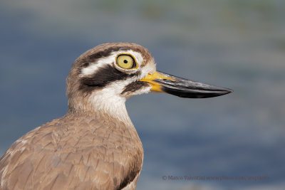 Great Thick-knee - Esacus recurvirostris