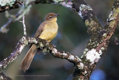 Yellow-bellied Greenbul - Chlorocichla flaviventris