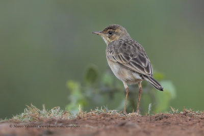 Blith's Pipit - Anthus godlewskii