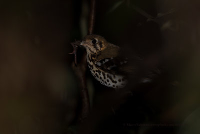 Spotted Groud-Thrush - Zoothera guttata