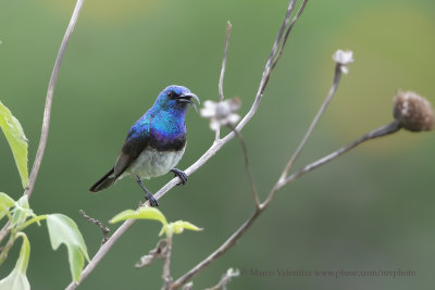 White-bellied Sunbird - Cinnyris talatala