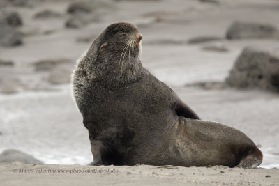 Northern fur-seal - Callorhinus ursinus