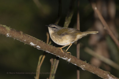 White-browed Warbler - Myiothlypis leucoblephara