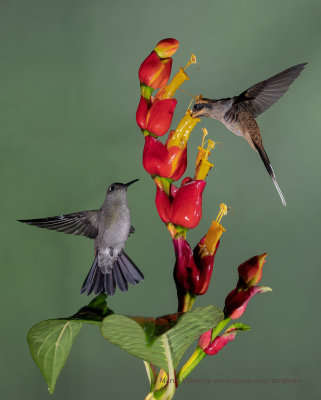 Sombre Hummingbird - Aphantochroa_cirrochloris