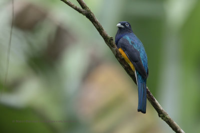 Green-backed Trogon - Trogon viridis