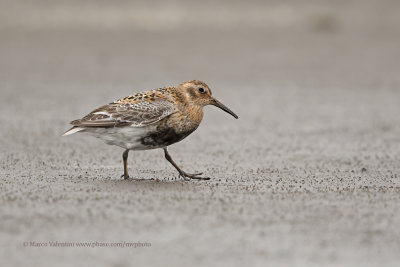 Rock Sandpiper - Calidris ptilocnemis