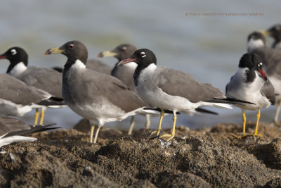 White-eyed Gull - Larus leucophtalmus