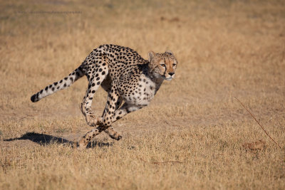 Cheetah - Acinonyx jubatus