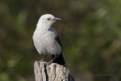 Southern Pied Babbler - Turdoides bicolor