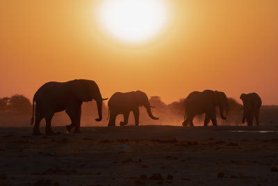 African Elephant - Loxodonta africana