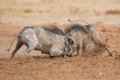 Warthog - Phacochoerus africanus