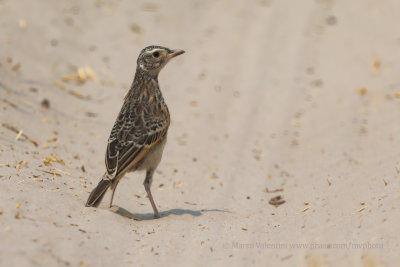 Dusky lark - Pinarocorys nigricans