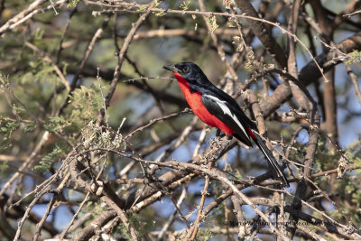 Crimson-breasted Shrike - Laniarius atrococcineus